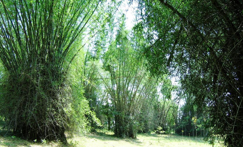 Marg Stream Valley Vythiri Exterior photo